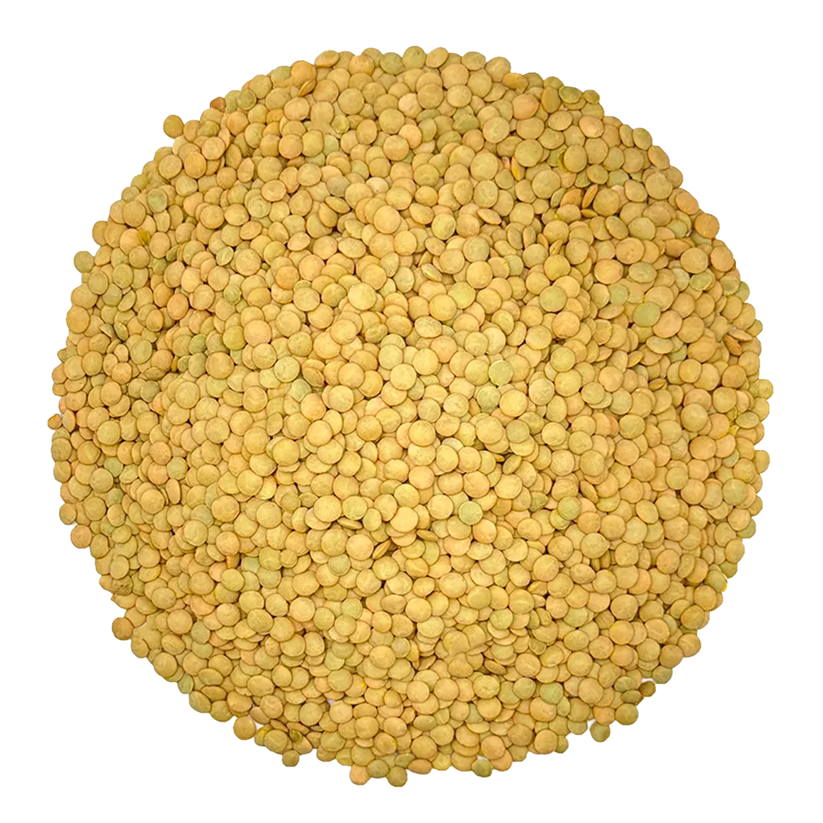 عدس